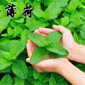 百日草花种子四季易种室外庭院阳台景观花海百日菊花种籽开花不断野花组合种子四季开花种子户外好客花乡薄荷 种子2 000粒 肥料2包默认1 图片价格品牌报价 京东