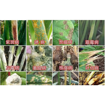 大葱专用药葱蒜干尖灵葱蒜病全治大葱蒜杀菌剂灰霉病叶枯疫病锈病大葱