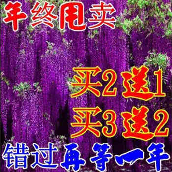 查找花卉历史价格|花卉价格比较