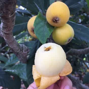 枇杷苗嫁接大五星特大无核南方北方种植盆栽白玉琵琶树苗当年结果甜蜜枇杷嫁接2年苗 图片价格品牌报价 京东