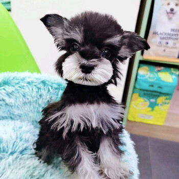 【血统级】纯种宠物狗狗雪纳瑞幼犬活体迷你雪纳瑞活物幼崽 黑色-c级