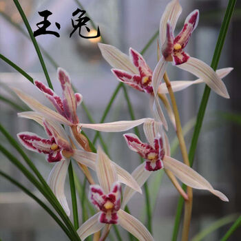 兰花莲辨兰云南花卉绿植玉兔5苗连体