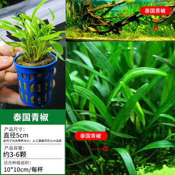 鱼缸懒人造景水草丹麦大叶黄金小型迷你水榕沉木新手植物 中前景 青椒 图片价格品牌报价 京东