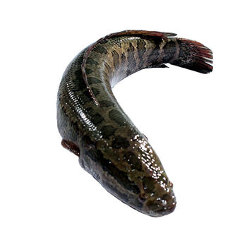 溱湖黑鱼乌鱼财鱼新鲜月子下奶炖汤术后滋补养生活鱼现捕现杀 整条割