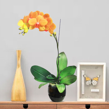 送货上门 蝴蝶兰盆栽乔迁开业真花送礼全国花店花同城速递老师长辈送礼物花卉观花植物两小时达中秋节礼物1株橙色 光芒四射 图片价格