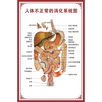 消化腸道系統結構示意圖醫學掛圖血液人體生殖器官醫院解剖圖海報屬於