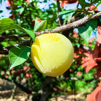 佳农goodfarmer黄金奈李水果湖南汝城当季新鲜李子5斤整箱九峰山蜂糖