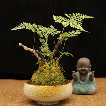 狼尾蕨绿植蕨类盆栽盆景好养公室中式禅意摆件茶桌绿植苔藓球狼尾蕨含