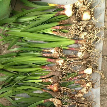 紫根兰 开花球乔治百合好养活室内室外阳台庭院盆栽好养 球径1cm