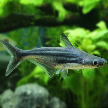 热带鱼观赏鱼大型鱼淡水鱼水族宠物鱼白化蓝鲨活体鱼鲨鱼蓝鲨鱼1820