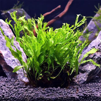 墨一【优选好物】丹麦细叶铁皇冠草中后景草懒人水草鹿角铁带 鹿角铁