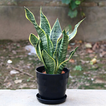 金边虎皮兰室内绿植盆栽盆景虎尾兰多肉植物虎耳兰花卉黑色横纹矮脚