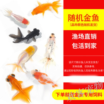 金鱼活鱼活体鱼苗观赏鱼小金鱼淡水冷水鱼小型龙晴狮子头小鱼耐活随机金鱼4 5cm10条 图片价格品牌报价 京东