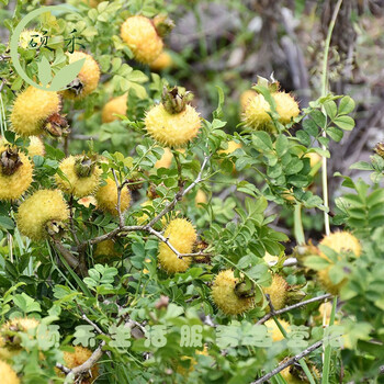 正宗贵州产刺梨鲜果现摘现茨梨果含维c即可泡酒泡茶