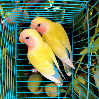 kjhgf鹦鹉活鸟合法桃脸牡丹鹦鹉黄桃绿桃鹦鹉中小型手养鸟学说话爱情