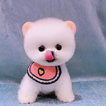 博美幼犬历史价格走势及纯种公评测|悦君心活体商品