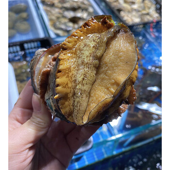 悦芳华鲜活6头鲍鱼海鲜水产贝类煲汤九孔鲍鱼活体超大鲍鱼6个1斤