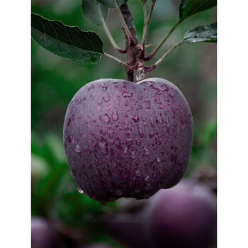 云南黑苹果5斤昭通黑卡黑钻紫色嘎啦脆甜不常见新鲜水果当季整箱5斤