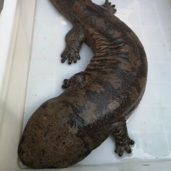 娃娃鱼活体食用大鲵鲜活各种规格淡水鱼类生鲜 安德兰 15斤【加菜谱】