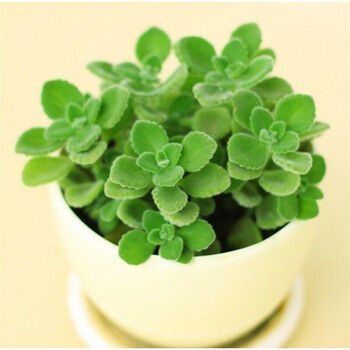 轩林美  碰碰香  到手香 柠檬香老桩带盆植物 碰碰香带盆大老桩塑料盆