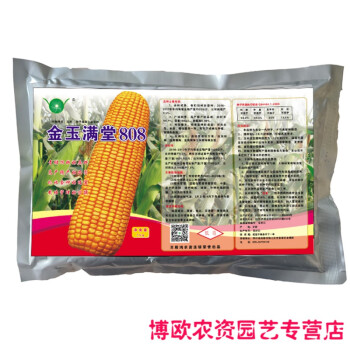 大田高产抗旱 大棒 饲料玉米种子  808杂交玉米 1公斤/包  1包 套餐一
