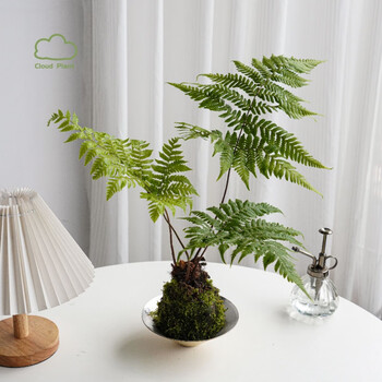 夏洛特植物红磷蕨类苔藓球办公室内书房桌面观叶植物净化空气吸甲醛