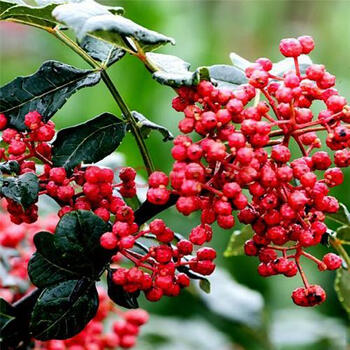 草庄花椒种子大红袍花椒种子山椒红椒麻椒川花椒树刺篱笆花椒约40粒 原厂彩包 图片价格品牌报价 京东