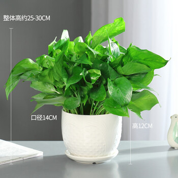 盆栽室内花卉绿箩办公室绿植除吸甲醛水养水生土养绿萝白色陶瓷盆含盆