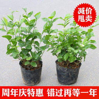 茉莉花苗盆栽室内室外防蚊植物阳台花卉盆栽白茉莉花苗芳香绿植一棵茉莉 图片价格品牌报价 京东