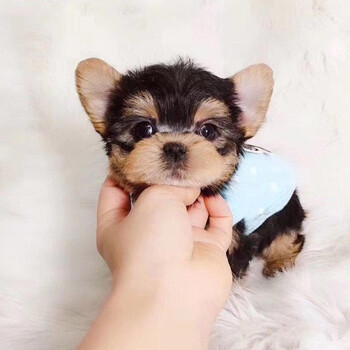 30天健康保障 约克夏犬幼犬活体纯种宠物狗狗约克夏活体幼崽幼犬宠物级公 图片价格品牌报价 京东