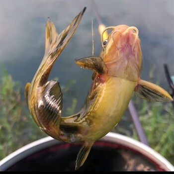 井掌柜嘎牙子鱼黄颡鱼东北天然淡水鱼鱼鲜活速冻新鲜