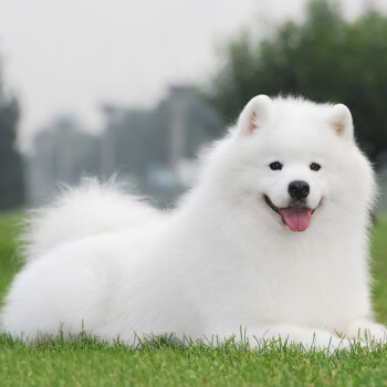 活体宠物纯种萨摩耶活体宠物狗狗白色天使容颜