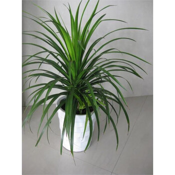 龙须兰 龙须树 多头龙血树 室内客厅大型盆栽 绿植空