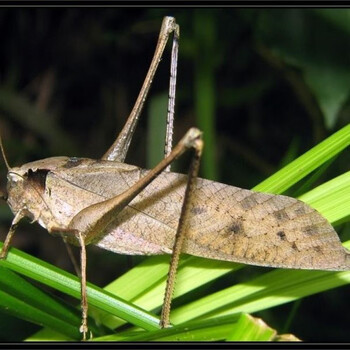 【安小离】巨拟叶螽翡螽素背螽斯冠脉螽斯素色似织螽纺织娘布鲁纳螽斯