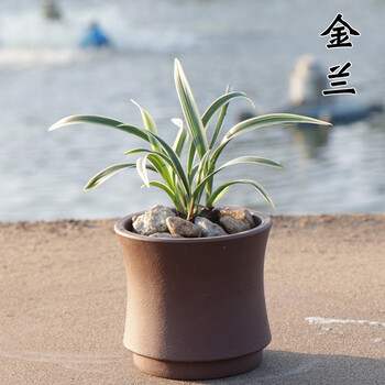 兰界兰花金兰四季兰建兰浓香花卉室内好养易活绿植盆栽金兰4苗 带简易盆发货 图片价格品牌报价 京东 兰界兰花金兰四季兰建兰浓香花卉室内好养易活绿植盆栽金兰4苗 带简易盆发货 图片价格品牌报价 京东