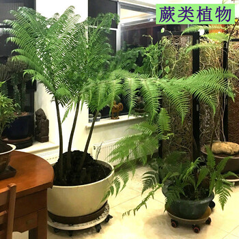 观音莲座蕨类多肉植物新款盆栽论斤卖水培室内万年青花卉球茎5斤左右裸根不带土 图片价格品牌报价 京东