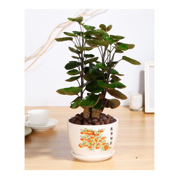 雅卉花卉盆栽旗舰店金钱兜盆栽绿植易养好养客厅室内庭院观赏植物盆景