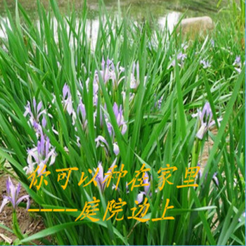 花友马莲花马兰花苗马莲花苗盆栽马莲花苗庭院绿植马兰庭院开花植物大约60颗一丛马兰花不含盆 图片价格品牌报价 京东