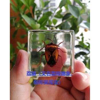 人工琥珀昆虫标本蚂蚁蜂甲虫蝉蝎子蟋蟀幼儿认知玩具小学生物教学荔蝽