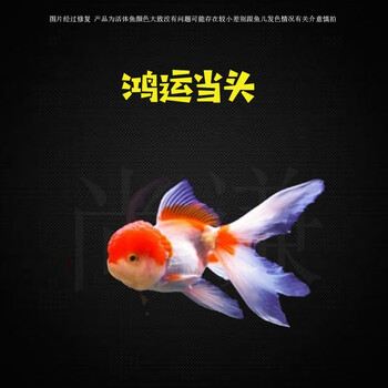 金鱼活体观赏鱼小型金鱼活鱼锦鲤草金鱼冷水鱼兰寿蝶尾易养宠物鱼3 5cm鸿运当头5条 图片价格品牌报价 京东 金鱼活体观赏鱼小型金鱼活鱼锦鲤草金鱼冷水鱼兰寿蝶尾易养宠物鱼3 5cm鸿运当头5条 图片价格品牌报价 京东