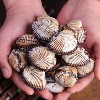 森图鲜毛蛤蜊鲜活蛤蜊海鲜鲜活水产现捕毛蛤蛤蜊毛蚬子贝类 整箱5斤