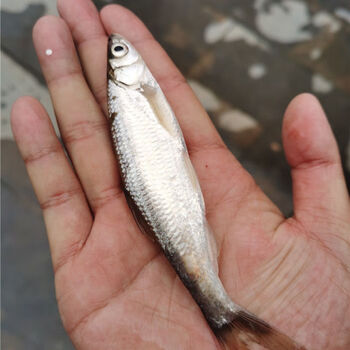 皓谦新鲜白条鱼小刁子鱼餐条柳叶鱼翘嘴小河鱼白丝鱼现杀去肠现发