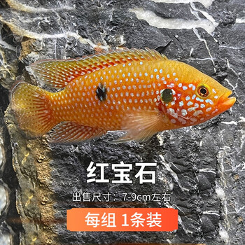 三湖慈鲷活体中小型热带观赏鱼杂鲷淡水湛蓝宝石红宝石鱼好养耐活 8
