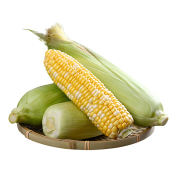 触摸阳光 云南水果玉米 5斤精选装 新鲜蔬菜 产地直发