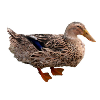 湘明有絮微山湖麻鸭 3年老鸭 放养鸭子农家放养土鸭子 笨鸭老鸭子 2只