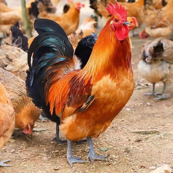 筱诺农家公鸡散养土鸡黑脚公鸡2只3斤只