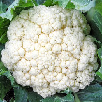 轻恋蔬菜花菜花菜西蓝花菜四季西兰花蔬菜 3斤