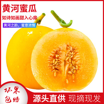 遇见悯农正宗陕西阎良甜瓜香瓜黄河蜜瓜黄金瓜黄金蜜当季新鲜水果红肉甜瓜 黄河蜜瓜净重4.5斤 优选装