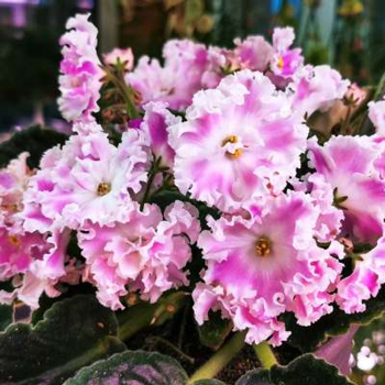 重瓣非洲堇紫罗兰盆栽带花办公室内好养四季开花喜阴花卉植物俄系和风冠幅16cm 含盆 图片价格品牌报价 京东