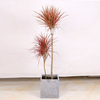 马尾铁七彩铁千年木室内多色植物吸甲醛阳台大盆栽净